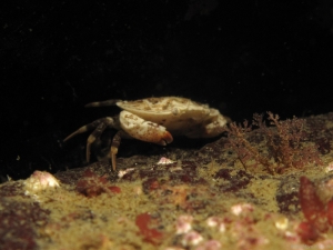 A Pea Crab
