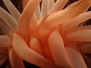 Anemone Closeup