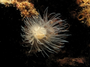 Anemone or Coral