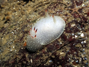 Nanaimo Nudibranch