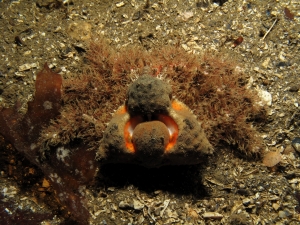 Rhinoceros Crab
