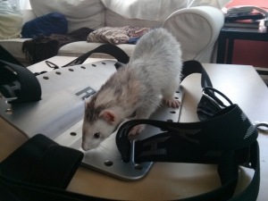 Ralphie inspecting my Backplate